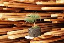 seedling on timber-660